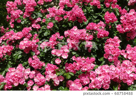 Full bloom vine rose rose rose Full bloom vine rose rose rose 68758488