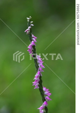 Pink flower of screw screw that blooms in spring field Pink flower of screw screw that blooms in spring field 68758662