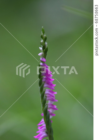 Pink flower of screw screw that blooms in spring field Pink flower of screw screw that blooms in spring field 68758663