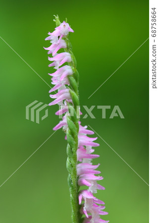 Pink flower of screw screw that blooms in spring field Pink flower of screw screw that blooms in spring field 68758664