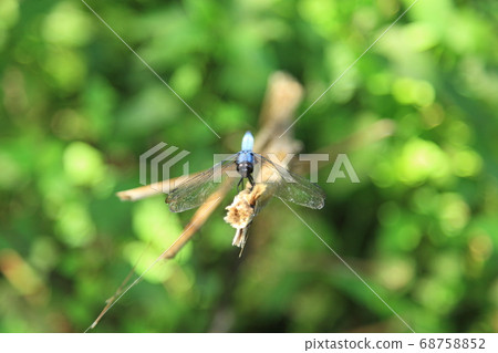 Forest Dragonfly 68758852
