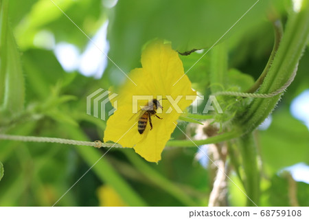 黃瓜和蜜蜂 68759108