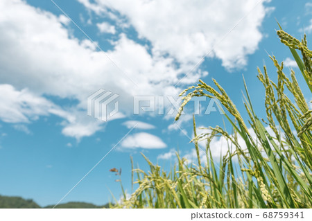 Summer rice (August) 68759341