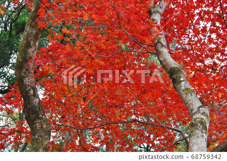 Scenery of autumn leaves Scenery of autumn leaves 68759342