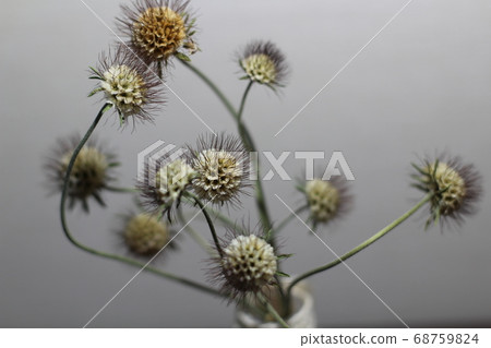 石蒜乾花 68759824