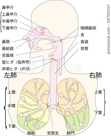 Respiratory illustration with explanation 68760107