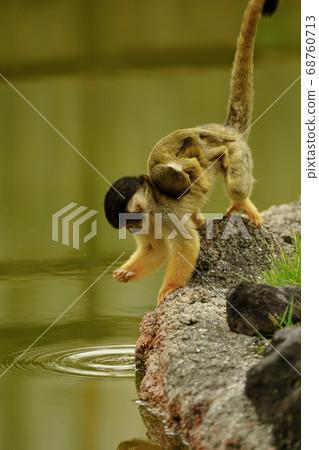 A parent squirrel monkey that puts a squirrel monkey child on its back and catches insects from the water surface A parent squirrel monkey that puts a squirrel monkey child on its back and catches insects from the water surface 68760713