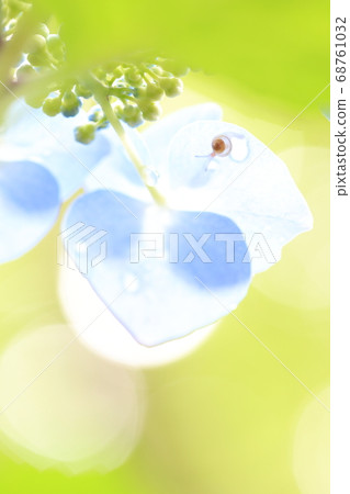 Hydrangea and cochlea 68761032