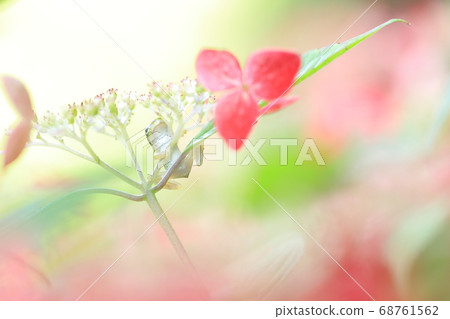 Hydrangea and rain frog Hydrangea and rain frog 68761562