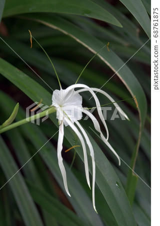 Himenokaris spekiosa 68761875