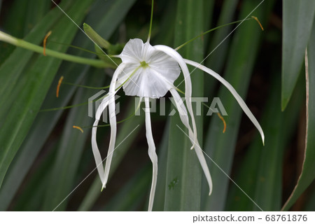 Himenokaris spekiosa 68761876