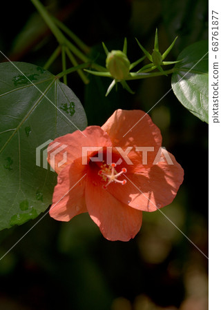 Hibiscus Lily Flors 68761877
