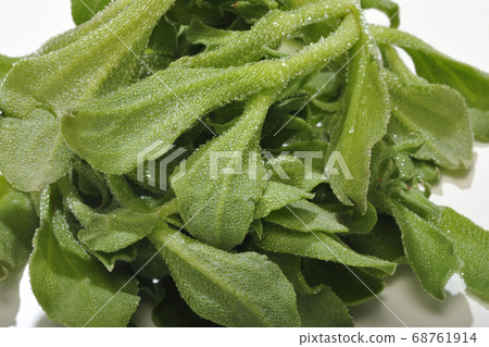 Ice plant 68761914