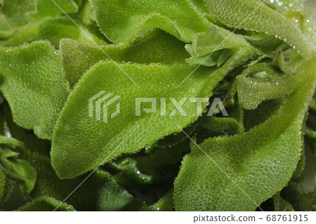 Ice plant Ice plant 68761915