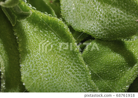 Up of ice plant and muzzle 68761918
