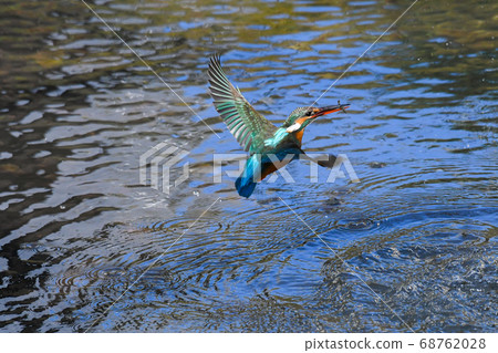 (1 in 2 discs) Kingfisher jumps up holding the shrimp (1 in 2 discs) Kingfisher jumps up holding the shrimp 68762028