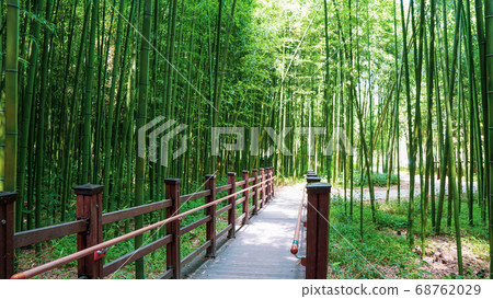 Bamboo forest 68762029