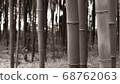 Bamboo (black and white version) 68762063