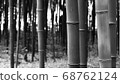 Bamboo forest (black and white photo) 68762124