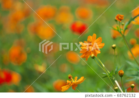 Kibana Cosmos in full bloom August 68762132