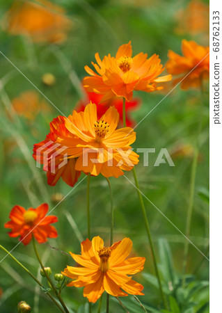Kibanakosmos in full bloom 68762133