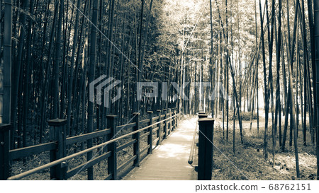 Bamboo promenade (black and white) 68762151