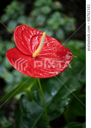 Anthurium Red Flamingo Flower 68762381