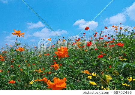 Kibana cosmos in full bloom and blue sky in summer, August 68762456