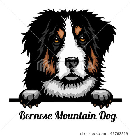 Bernese Mountain Dog - Color Peeking Dogs - breed face head isolated on white 68762869