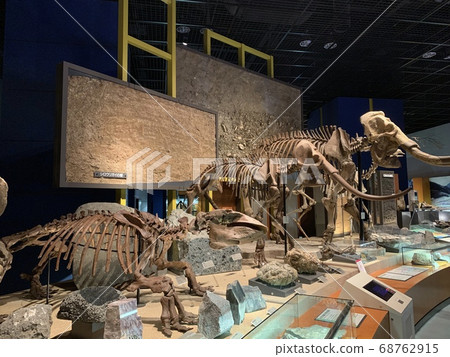 神奈川縣立生命與地球博物館的猛mm象 神奈川縣立生命與地球博物館的猛mm象 68762915