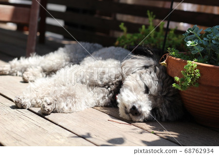 Toy poodle playing in the sun on a wooden deck Toy poodle playing in the sun on a wooden deck 68762934