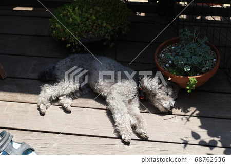 Toy poodle playing in the sun on a wooden deck 68762936