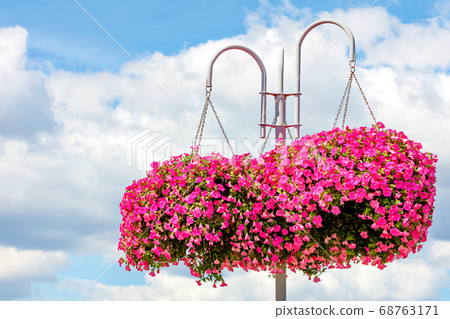 Pink and red petunias adorn a street white pillar Pink and red petunias adorn a street white pillar 68763171