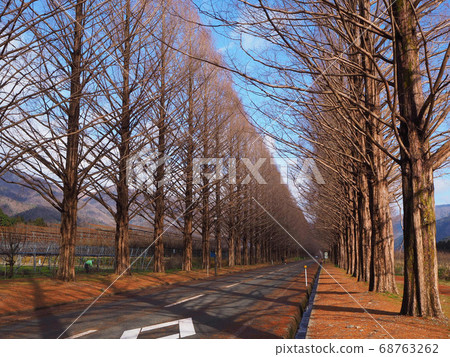 Winter Metasequoia Namiki Winter Metasequoia Namiki 68763262