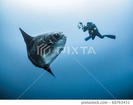 Mola Mola Mola Mola 68763431