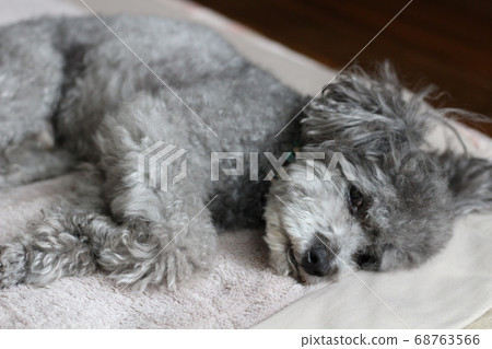 Lying down toy poodle lying down 68763566