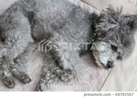 躺玩具貴賓犬 躺玩具貴賓犬 68763567