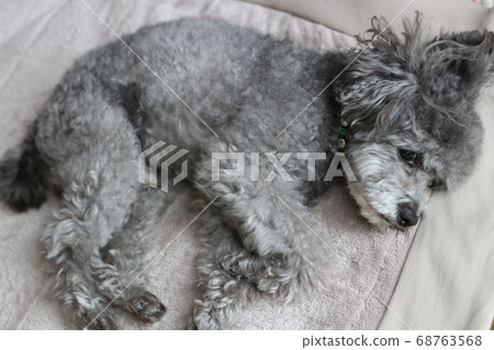 躺著的玩具貴賓犬 躺著蜷縮起來的玩具貴賓犬 躺著的玩具貴賓犬 躺著蜷縮起來的玩具貴賓犬 68763568