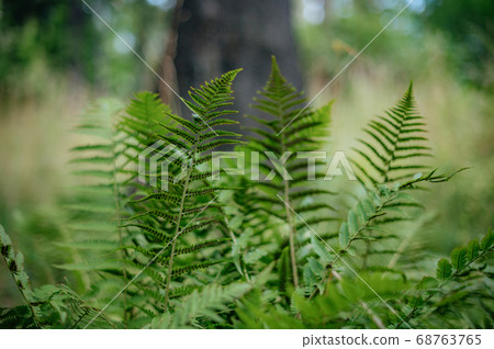 Fern leaves background in forest Fern leaves background in forest 68763765