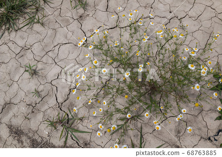 Chamomile plant on a field, Slovakia Chamomile plant on a field, Slovakia 68763885