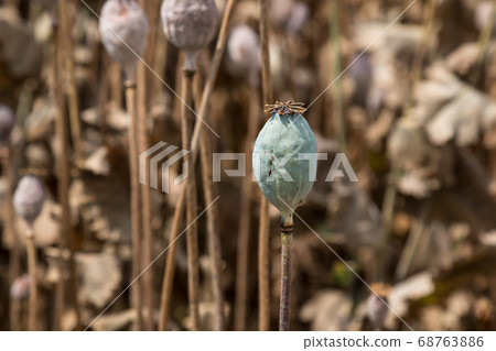 Poppy head on the field, Slovakia Poppy head on the field, Slovakia 68763886