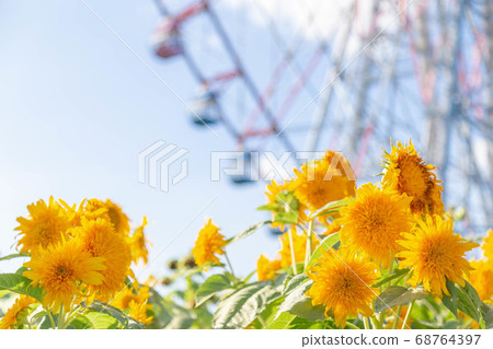 向日葵和摩天輪 68764397