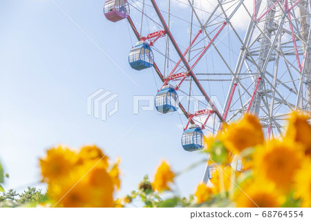 Ferris wheel and sunflower 68764554