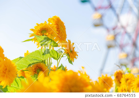 Sunflower and ferris wheel 68764555