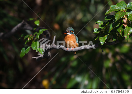 Kingfisher (female) perched on a branch against the green background and gazing at the front Kingfisher (female) perched on a branch against the green background and gazing at the front 68764899