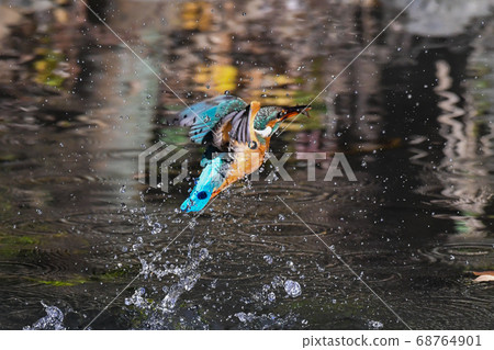 Kingfisher predating shrimp and jumping out of the water Kingfisher predating shrimp and jumping out of the water 68764901