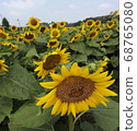 花 68765080