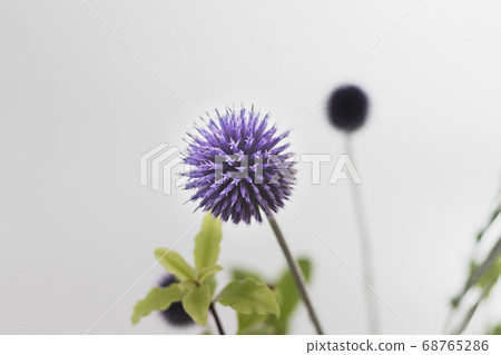 Echinops-8 Echinops-8 68765286