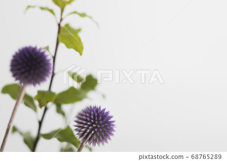 Echinopus-5 Echinopus-5 68765289