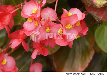 秋海棠紅花 68765907